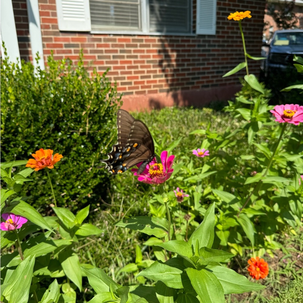 Meet your Posher, Laurie